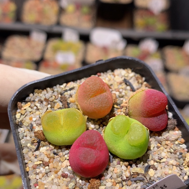 zzz精品生石花382