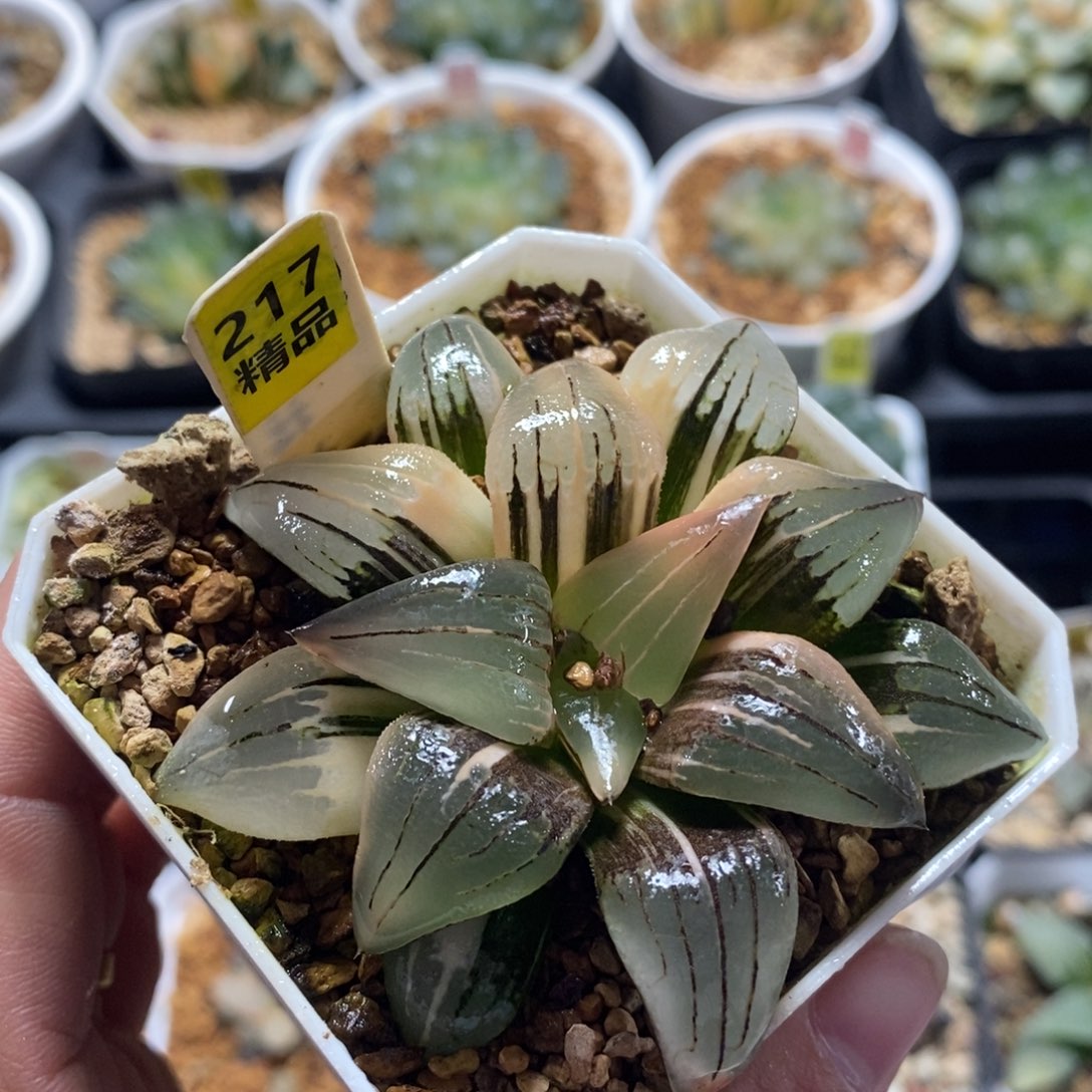 不开花植物217红纹