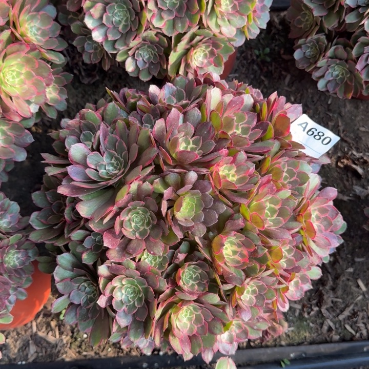 粉花妖680号多肉法师多肉