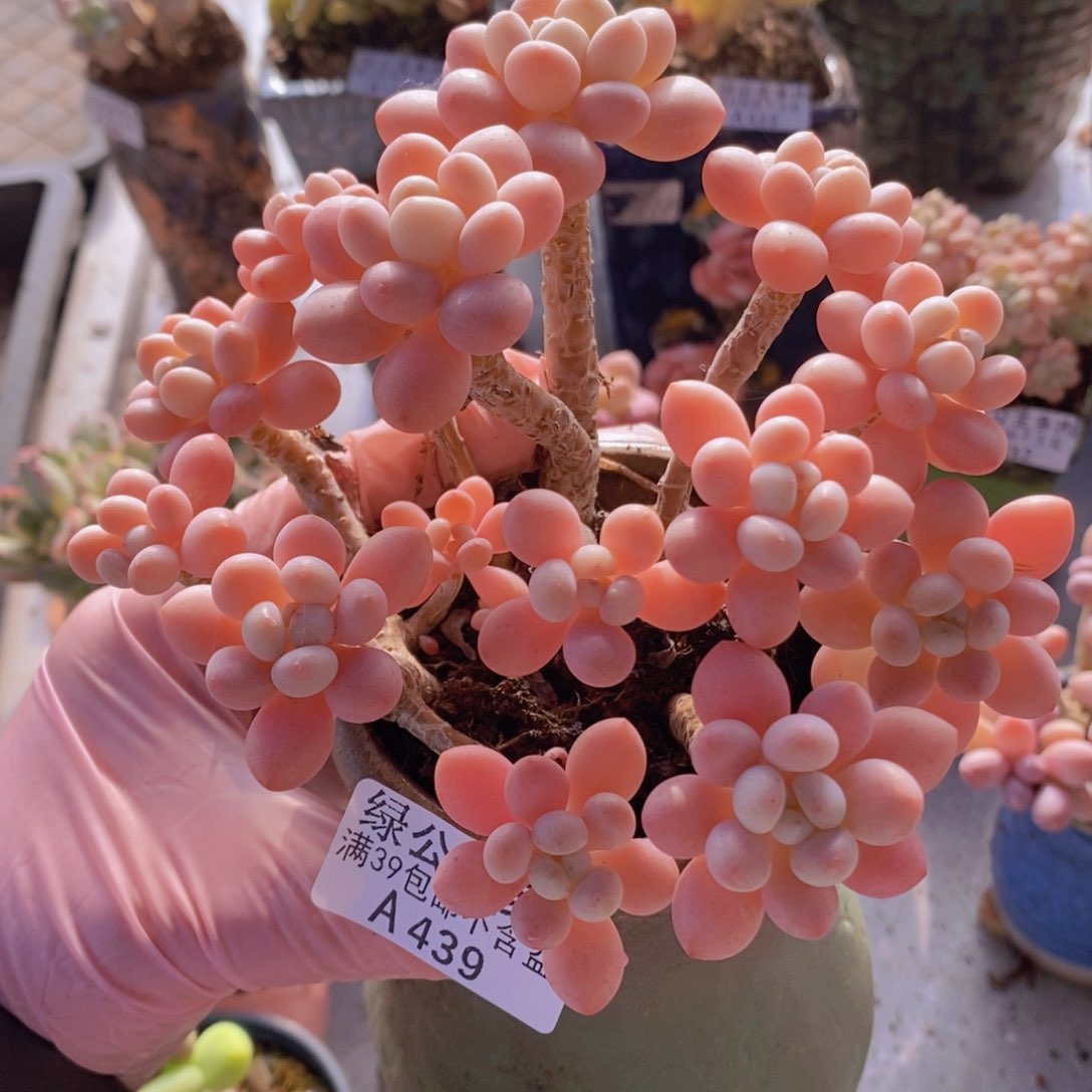 鱼子酱老桩12cm439多肉酱