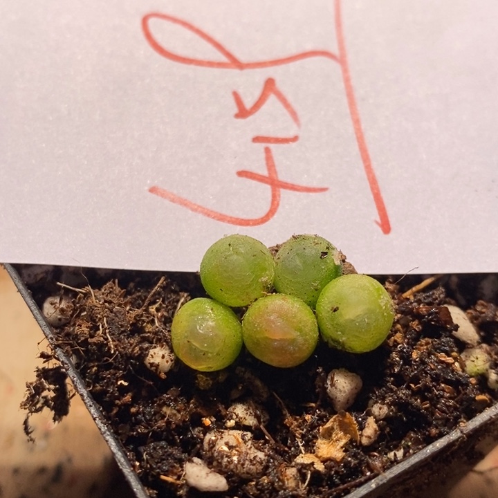 4159小拉登一颗 买2送1