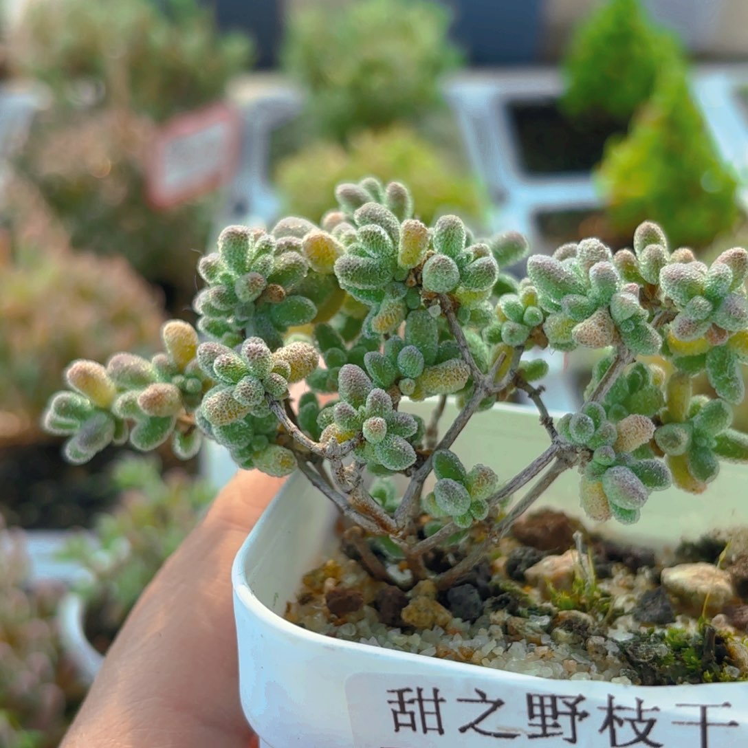 平**福冰晶094。