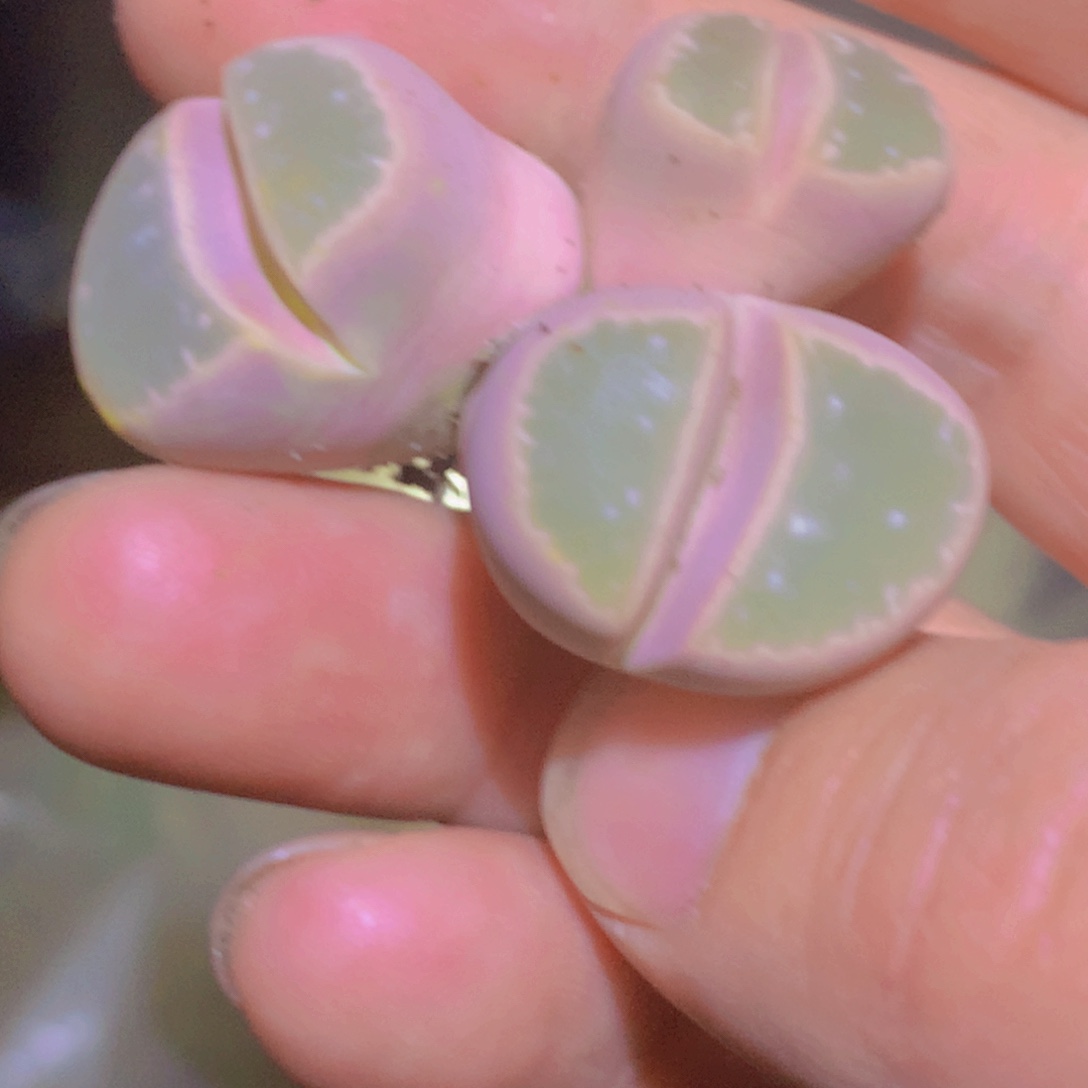 455699669969865898866866