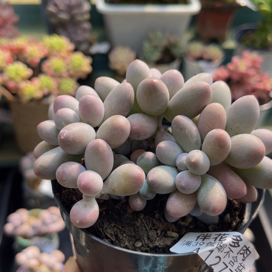 1277汤圆奶酪8cm多肉