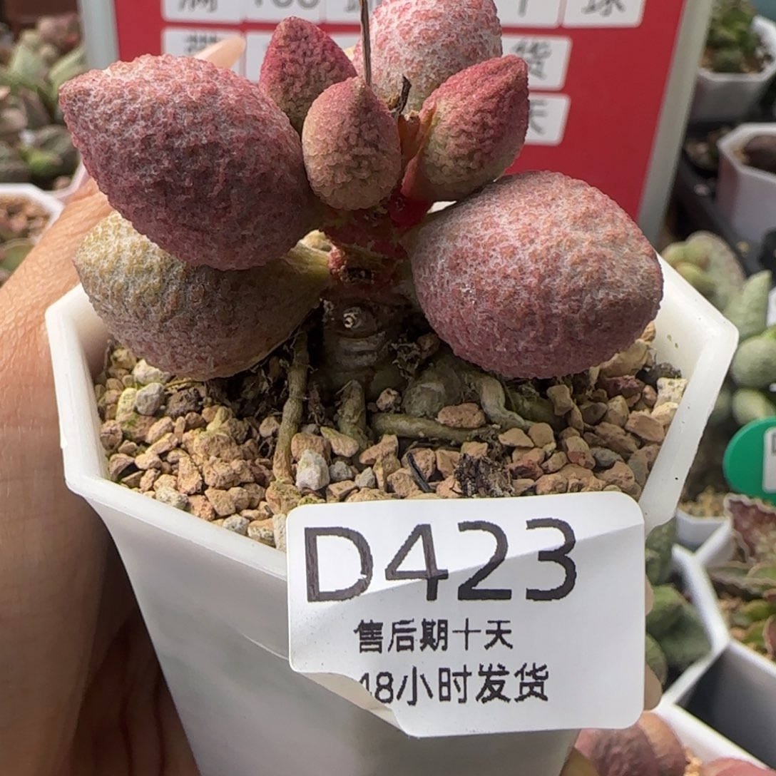 服部庄子。   423。    