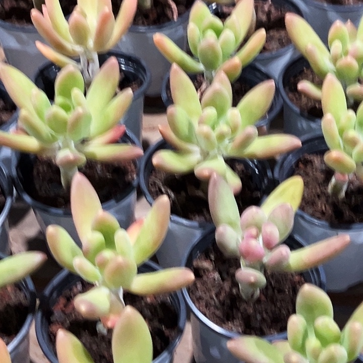 金蝉        福利多多