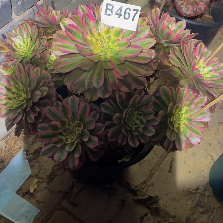 多肉法师467号夕颜不包损