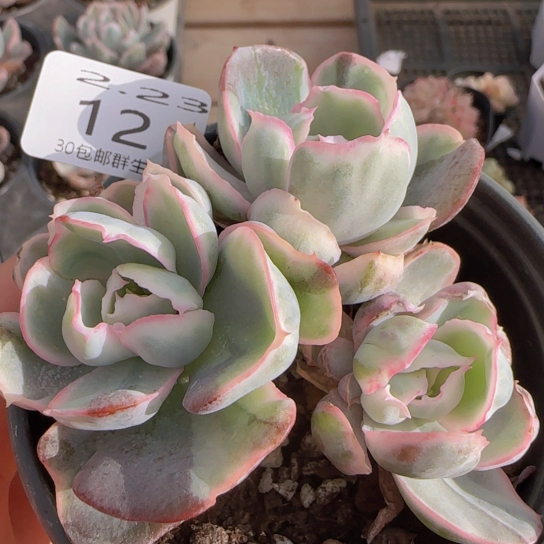 伯克利锦三头老桩一颗