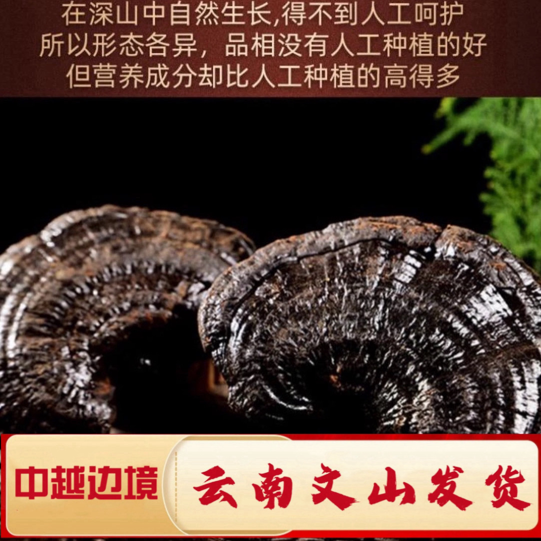 村长严选 野生黑灵芝 天然养生滋补煲汤泡酒佳品
