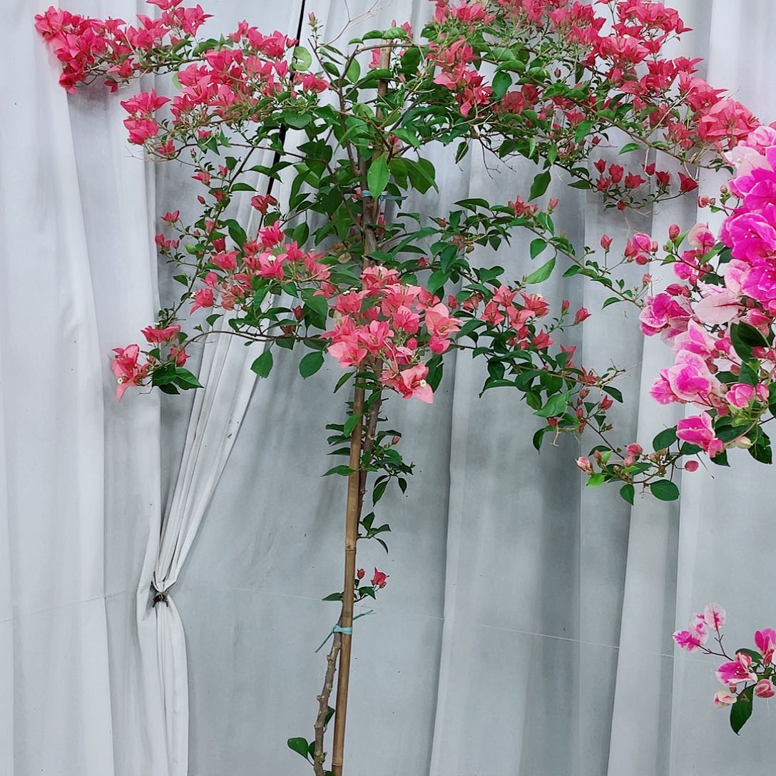 完全开放卡亚塔298蜜