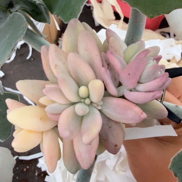 草莓啵啵锦腹轮锦美人锦