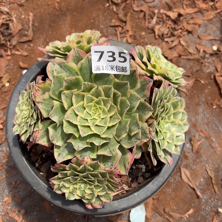 735绿体天合诺米多肉法师锦不包侧枝断