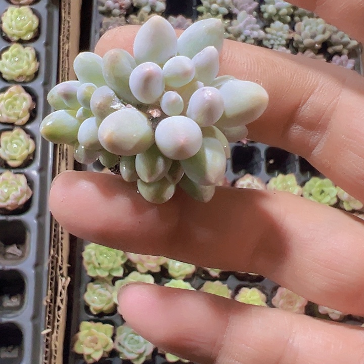 所罗门精品多肉植物