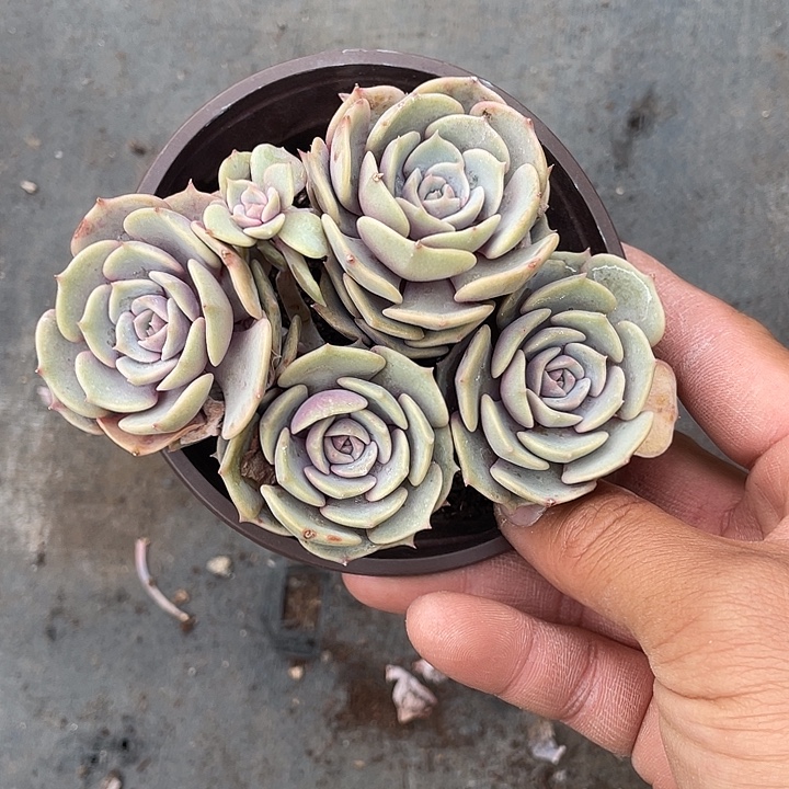 山***8优惠优惠粉蝶多肉带盆发货