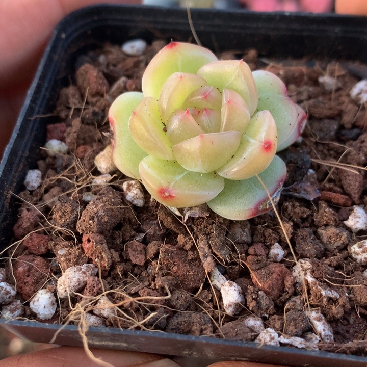 新品珍妮一物一拍