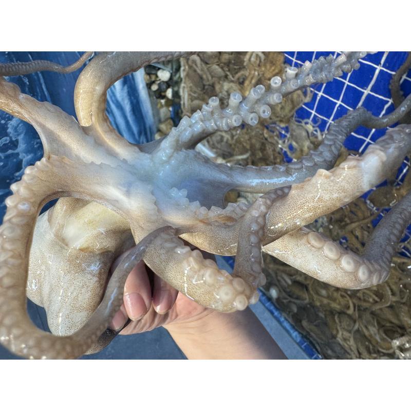 渤海湾野生海捕八爪鱼