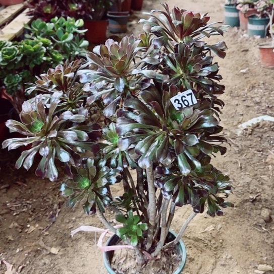 367灰法老桩法师