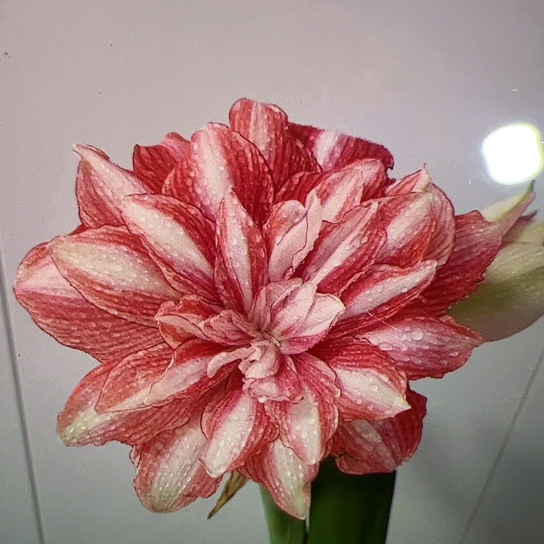 朱顶红可爱多5cm左右带侧