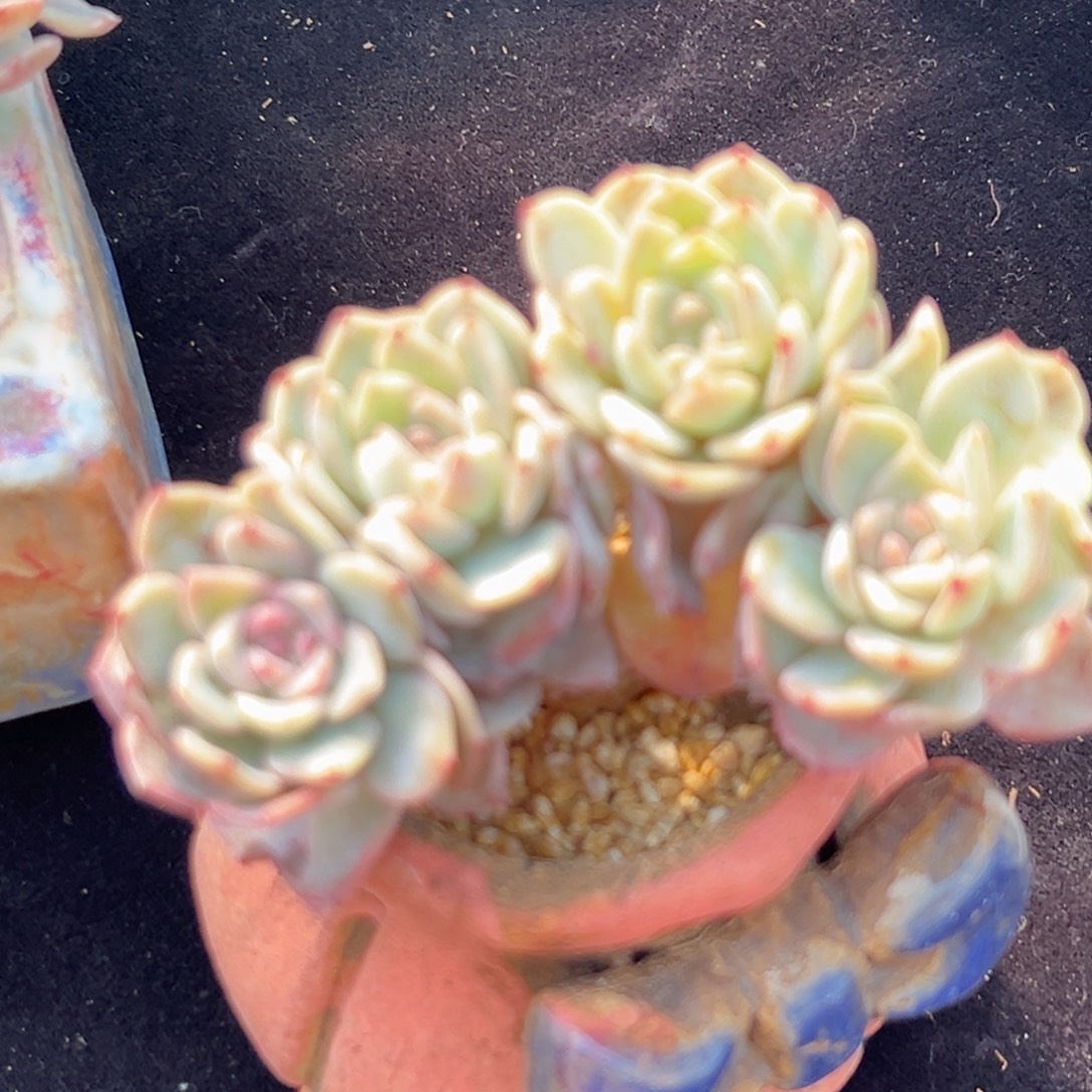 新年快乐 新年快乐