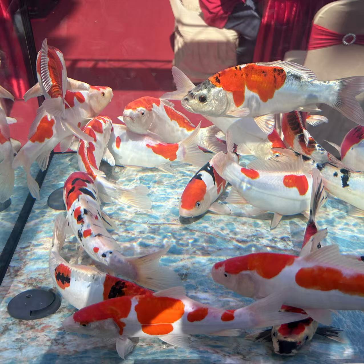 【锦鲤】观赏鱼锦鲤精品鱼粉丝福利鱼