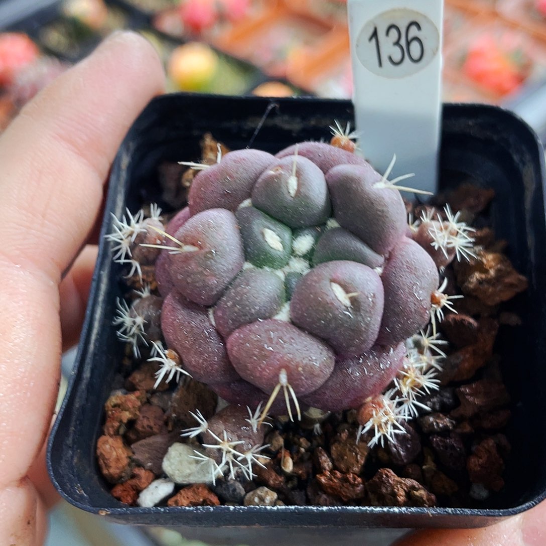 无刺象牙非偏远地区满25包邮仙人球