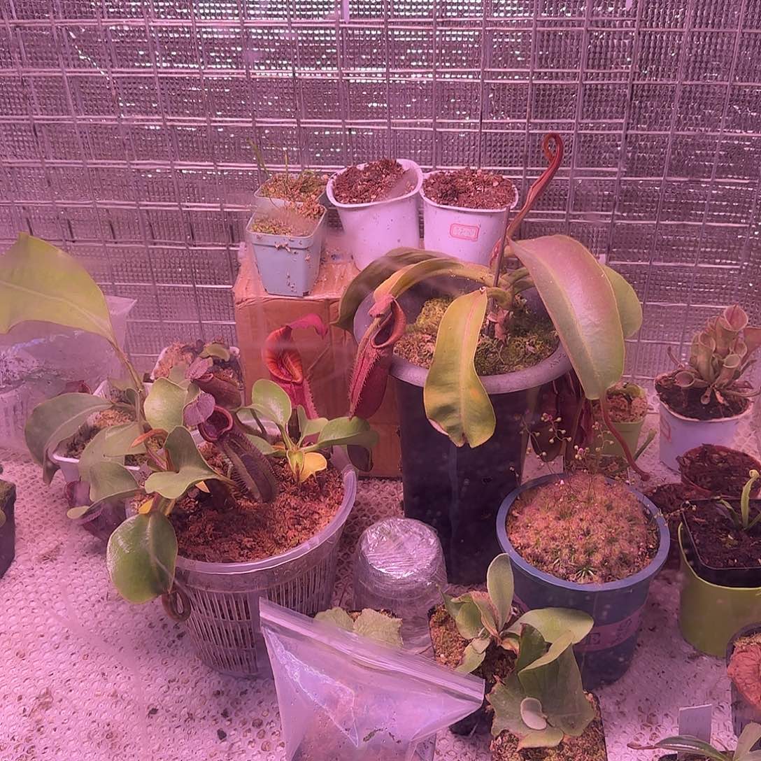 ₍***⟆无花朵专拍存米链接