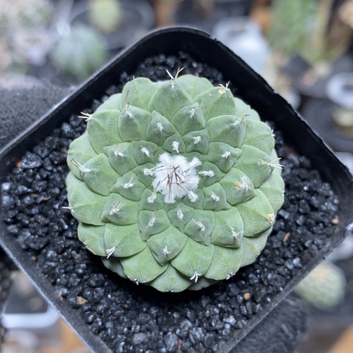 实生菊水2号3.6cm