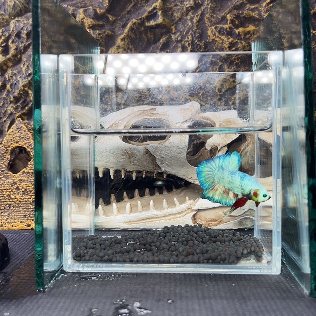 斗鱼精品精品精品精品家哦家哦