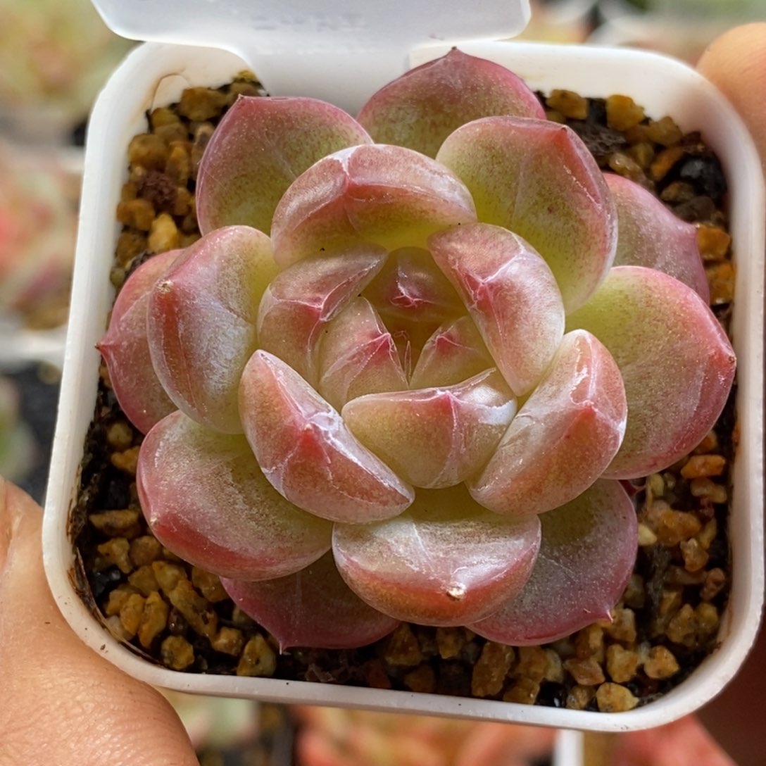 天官赐福百无禁忌