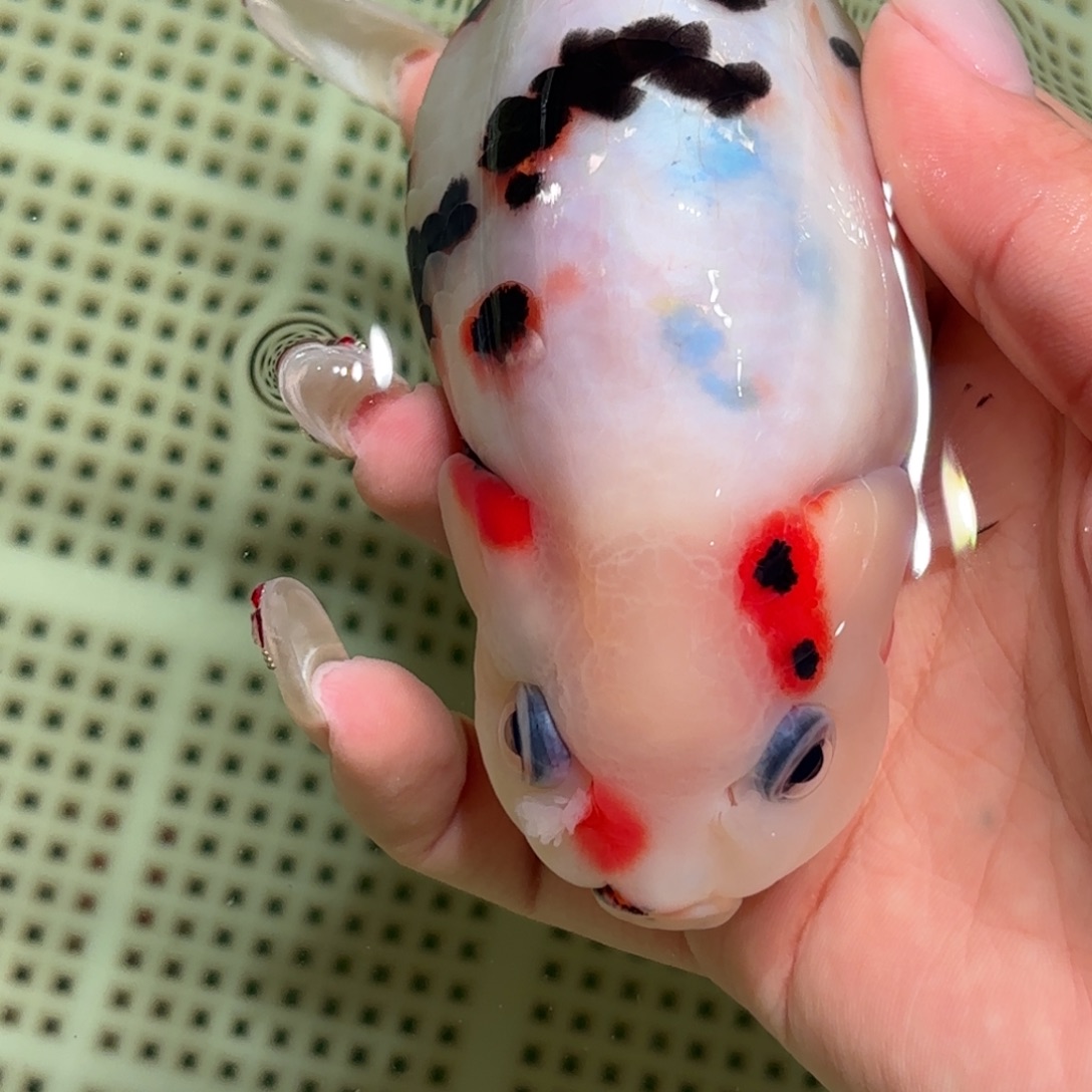 林***海金鱼拍包装包邮不拍包装运费到付