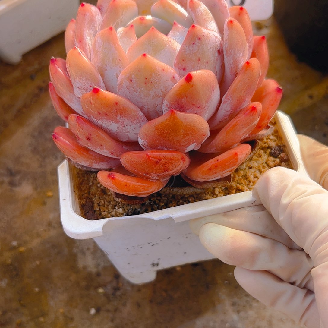 橙梦露5013号一物一拍