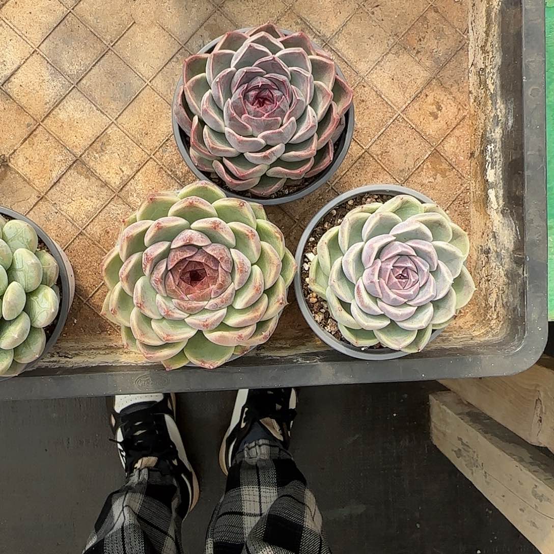 陈***丹3颗寄养。          