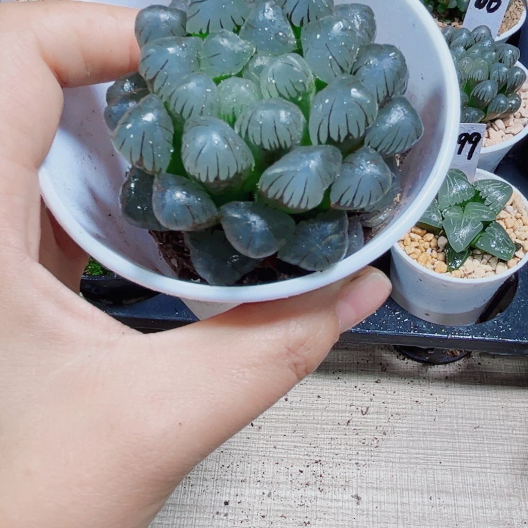 冰灯玉露多肉植物6666