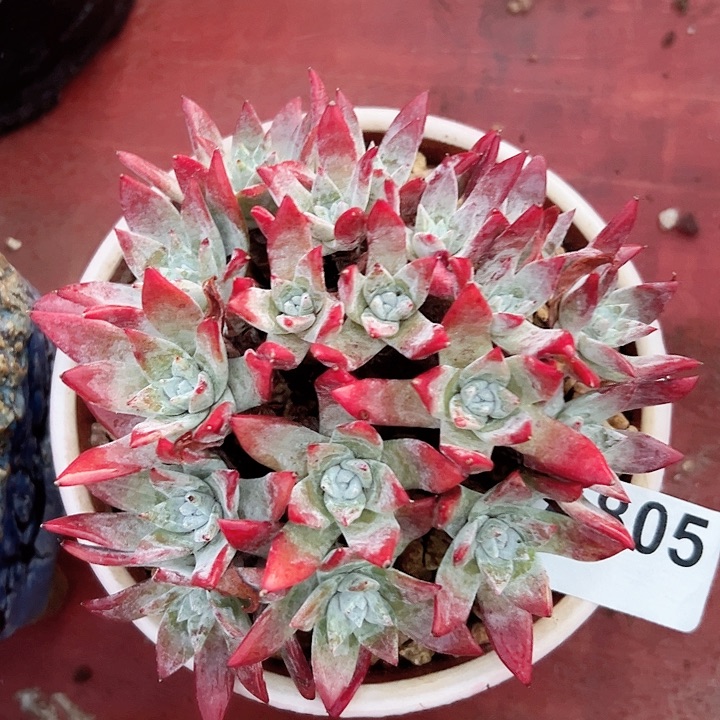 小鹿多肉一物一拍805