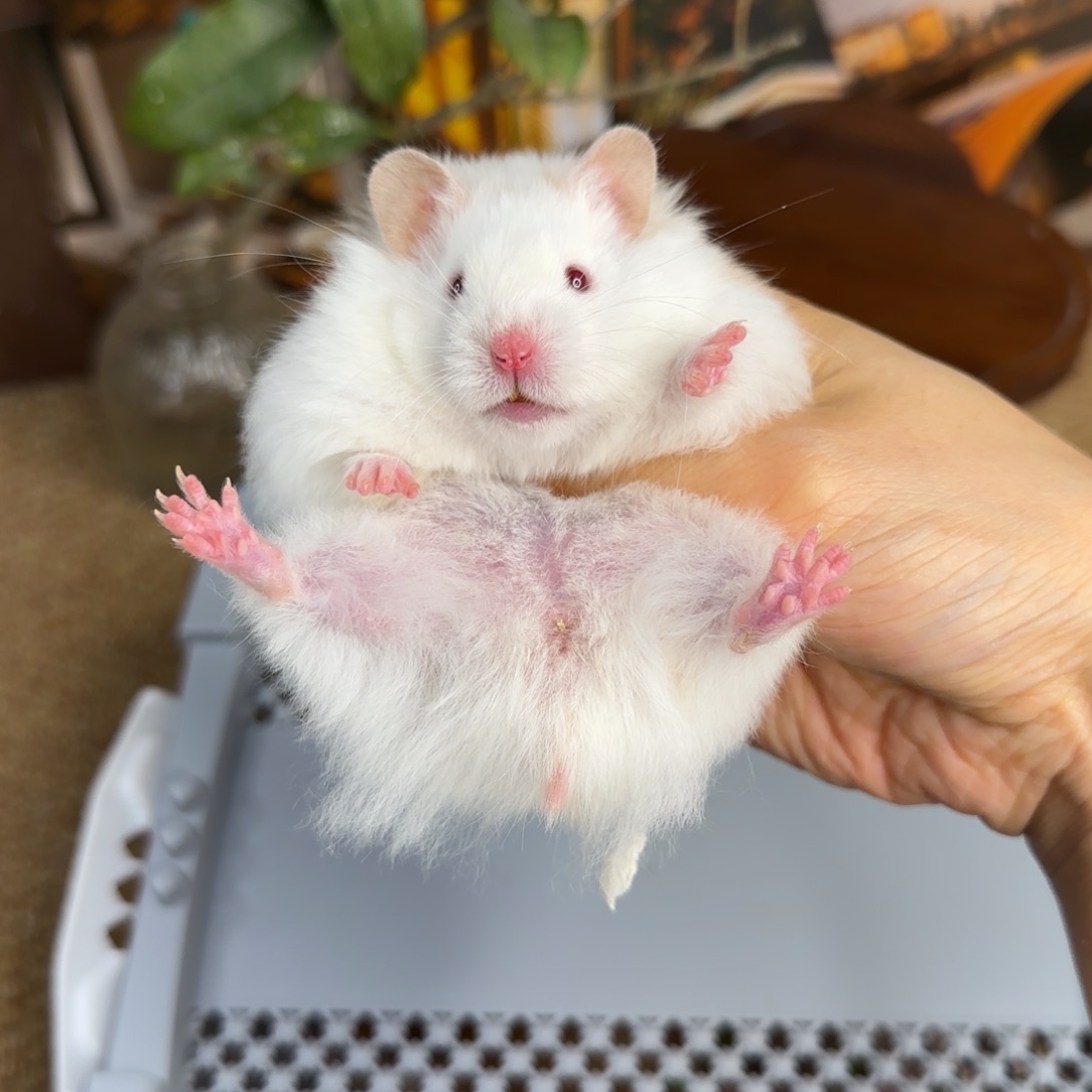 肉桂雨点妹妹9.08生日