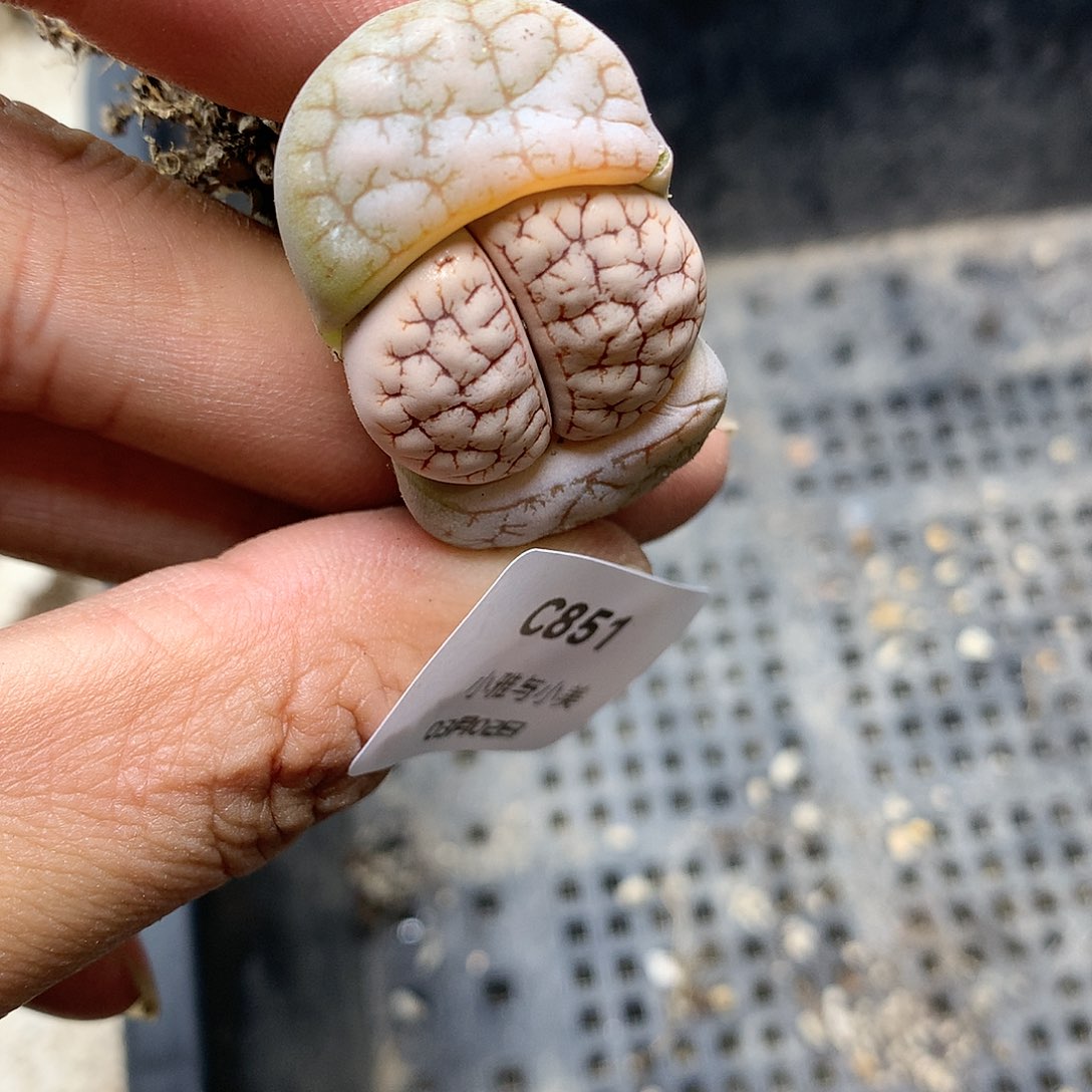 C851多肉植物保护