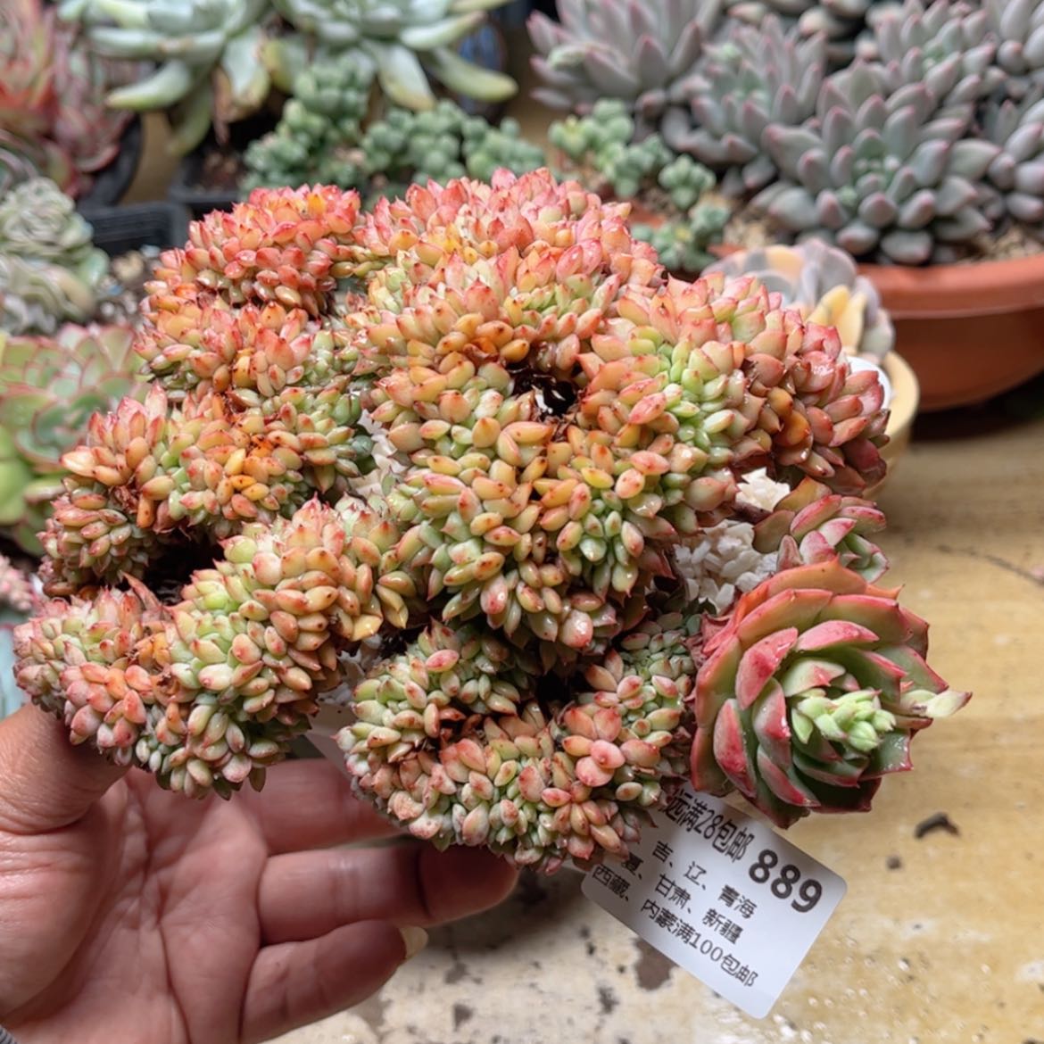 【闪购商品】889青苹果缀