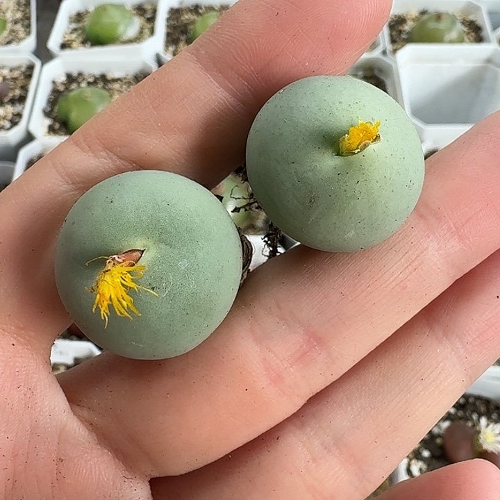 老马生石花2.2鸽子蛋1229