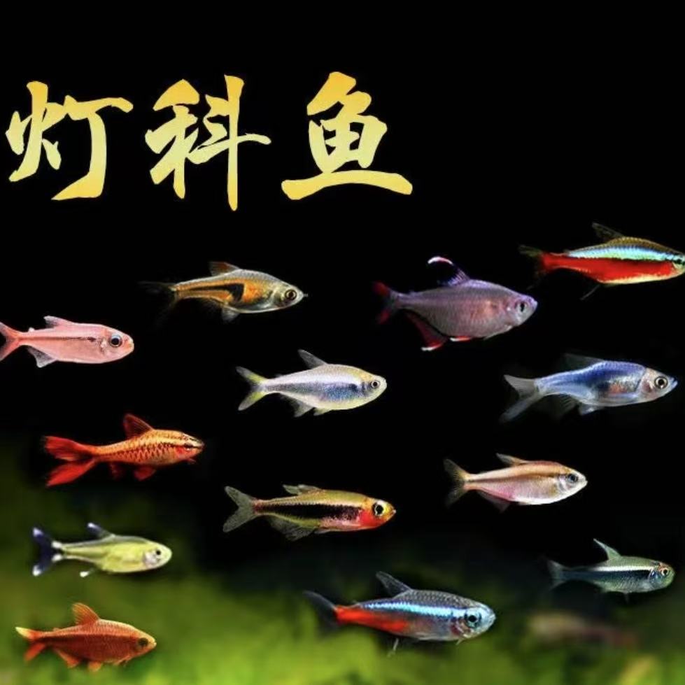 福袋包邮不包损 灯科鱼随机 灯科鱼