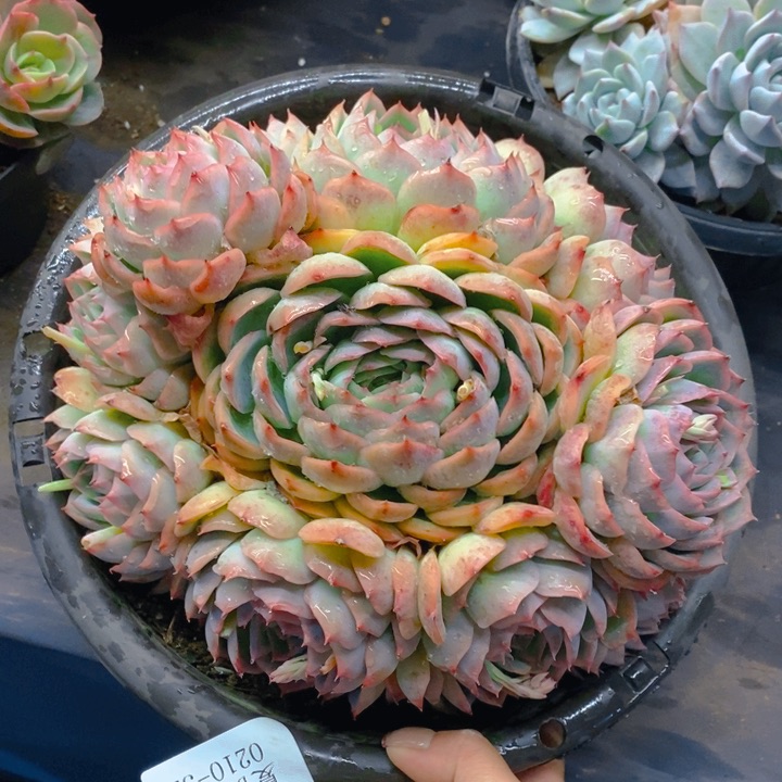 夏悦多肉0210-52侧影
