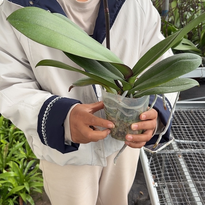 完全开放藏宝图一颗一物一拍