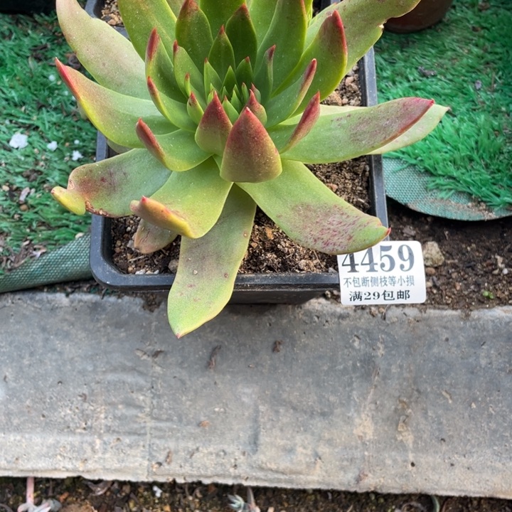 459号坎戴多肉植物