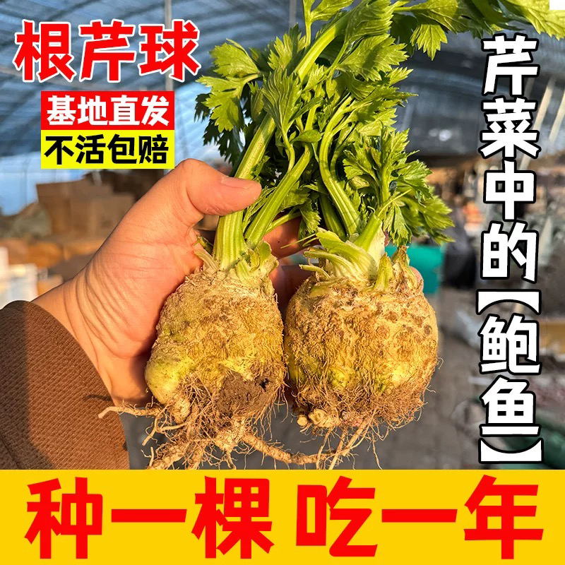 根芹疙瘩球型芹菜蔬菜种籽苗四季播大田阳台盆栽耐寒根洋芹高产