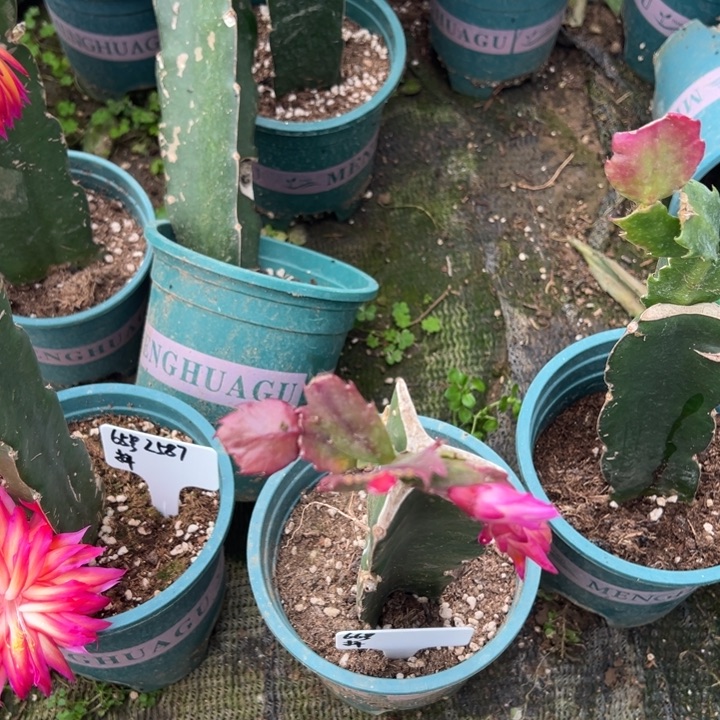 玖***子67号083三色复色大花