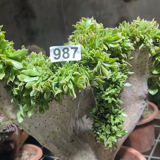 梅***花多肉植物一个妖装有伤987