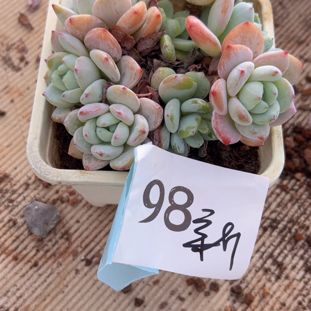 @*月98:）好吃胡吃海喝v哈哈v和v呢