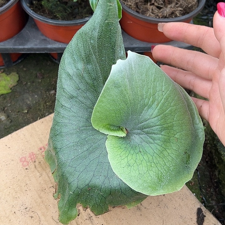 白***熙完全开放女王随机发货不售后