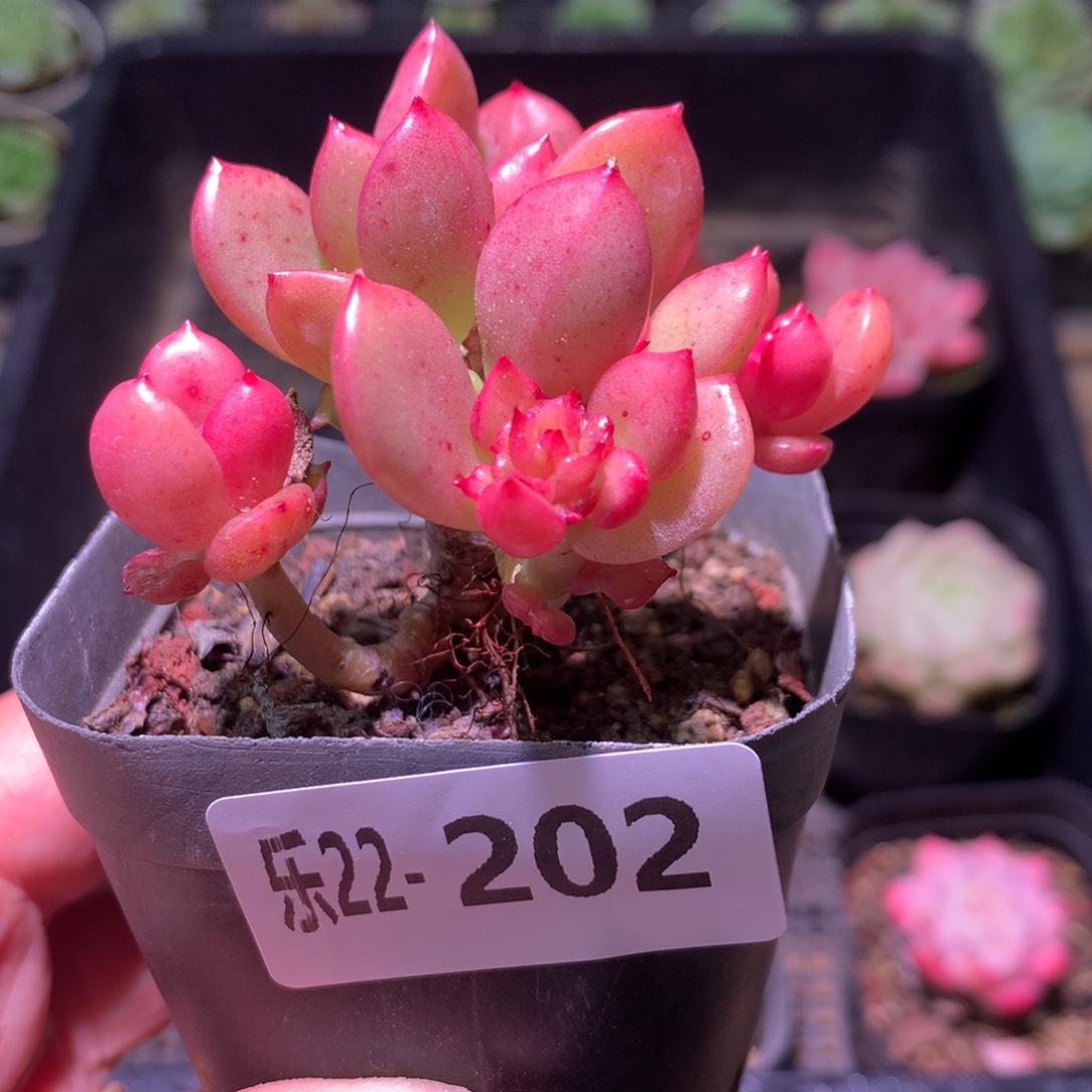 乐然22-202 腊牡丹 