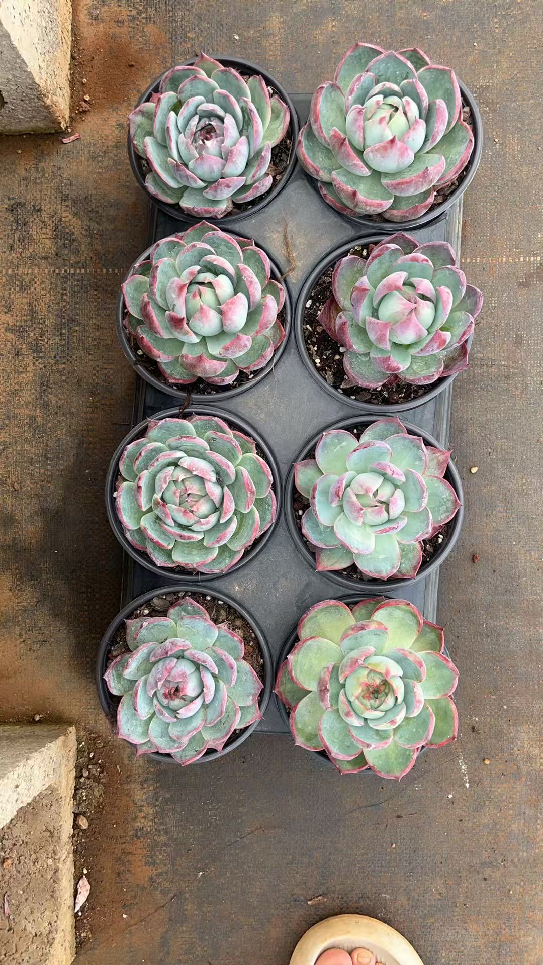 (破价)惊鸿宽叶，多肉植物