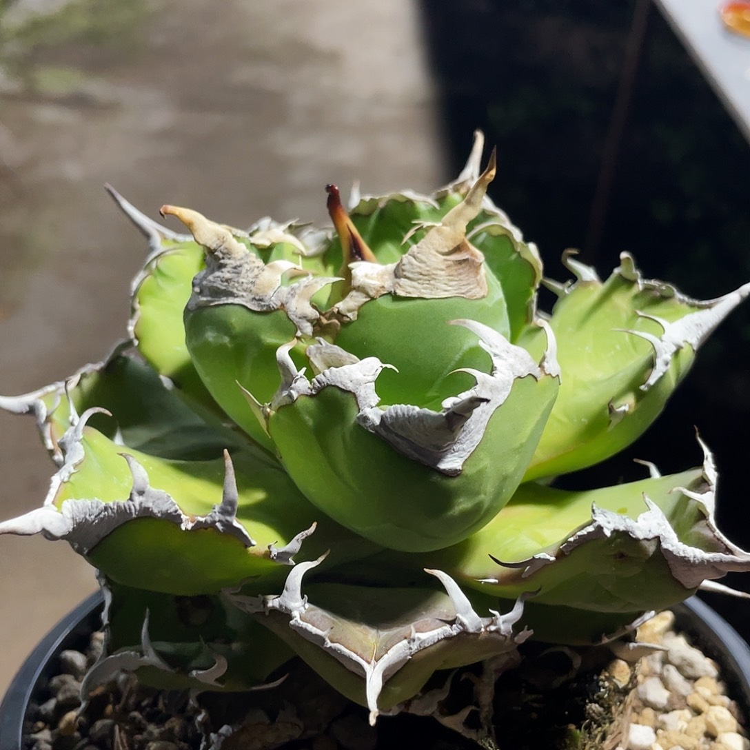 魔丸66666666666666